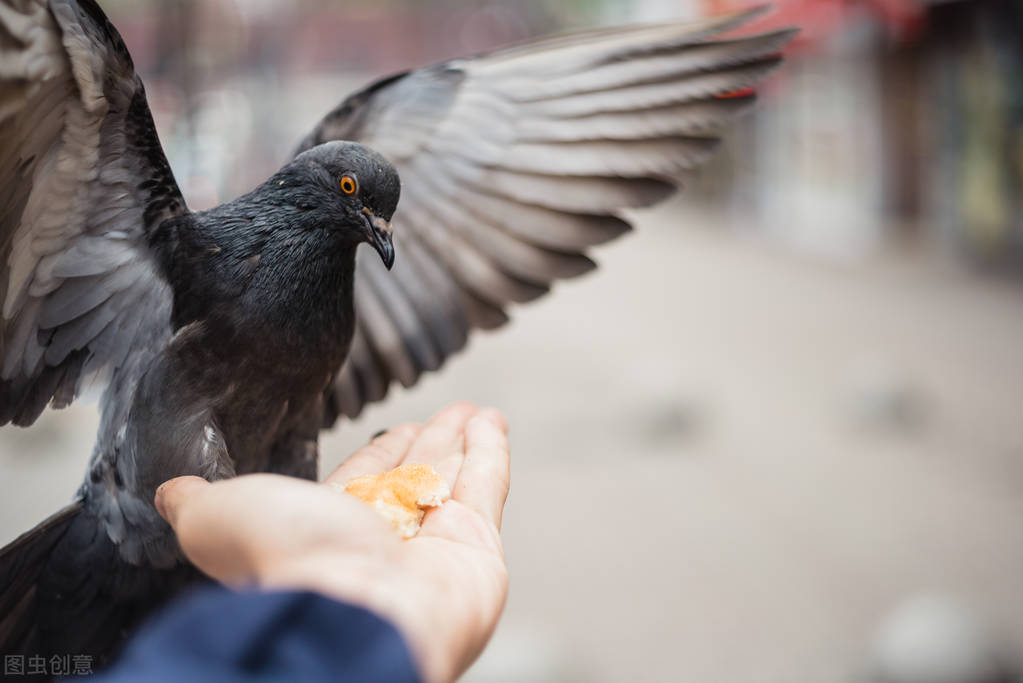 高飞鸽容易丢吗,家飞丢鸽子怎么解决