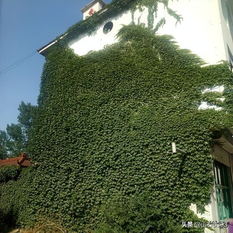 【战友美文】于天松：《爬山虎》（诗）——寓意极丰富哈