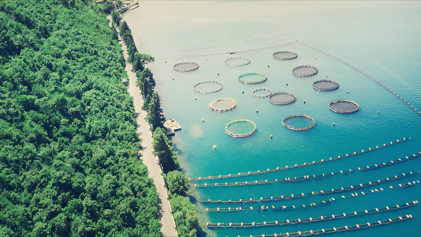 哪里有网箱养殖许氏平鲉,许氏平鲉养殖