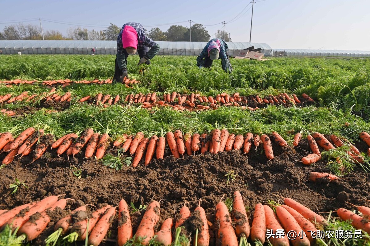 最贵的胡萝卜种子是啥,胡萝卜种子怎么这么贵