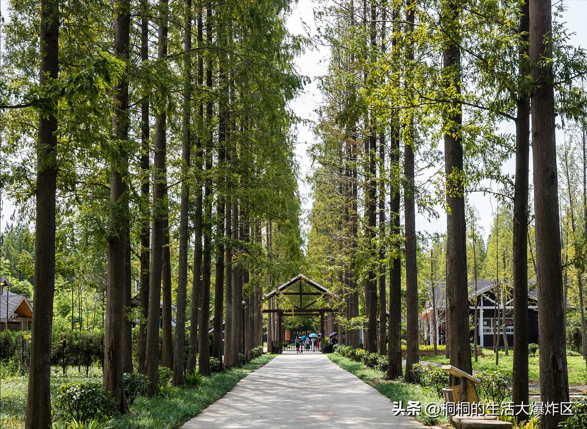 合肥出发自驾一日游路线,合肥巢湖一日游最佳路线
