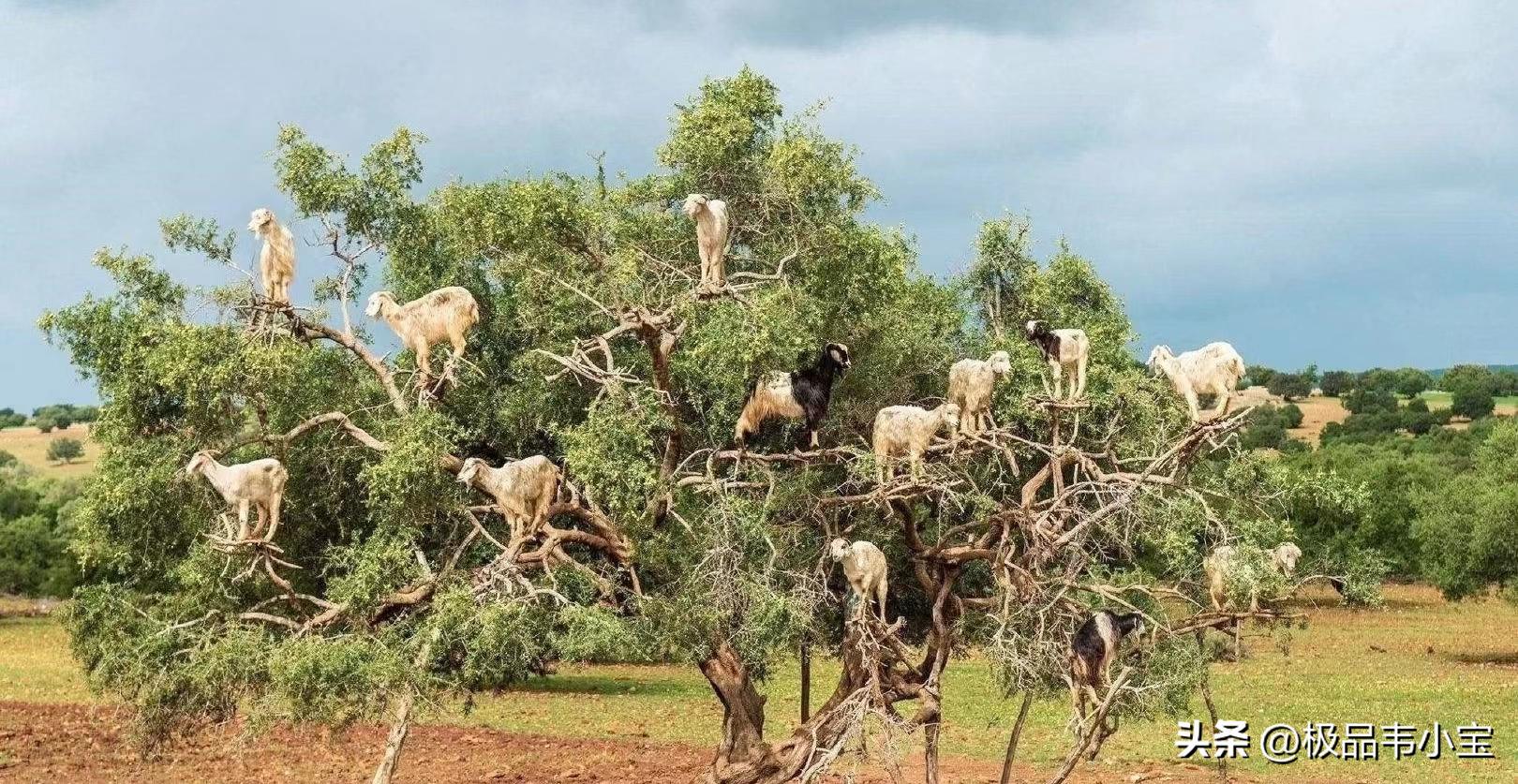 小宝评球,小宝精彩上篮