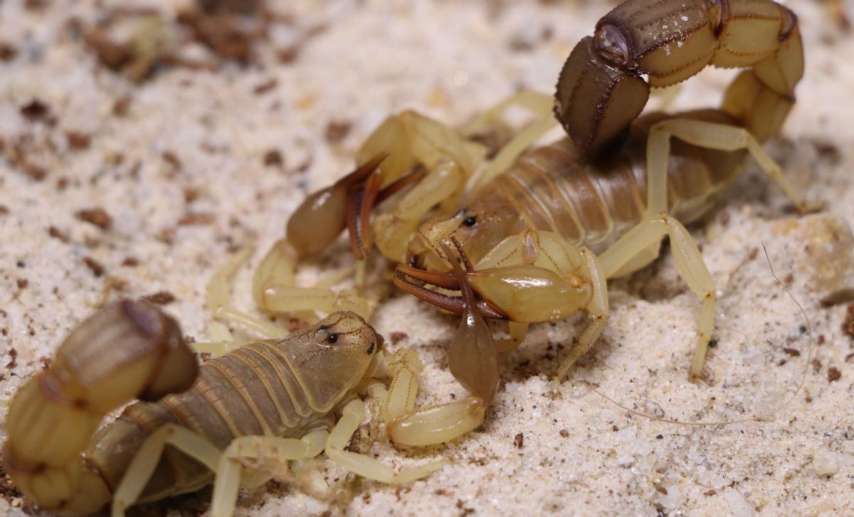 不同蝎子的生存温度,不同物种的蝎子