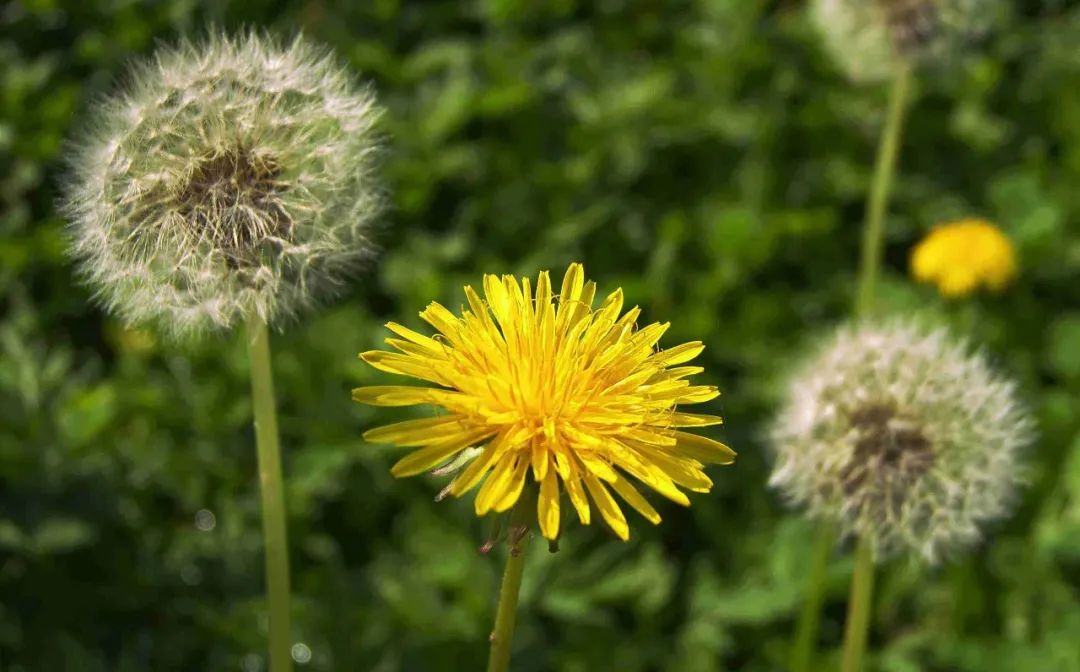 口腔溃疡疼的受不了？这两个食疗方可缓解疼痛