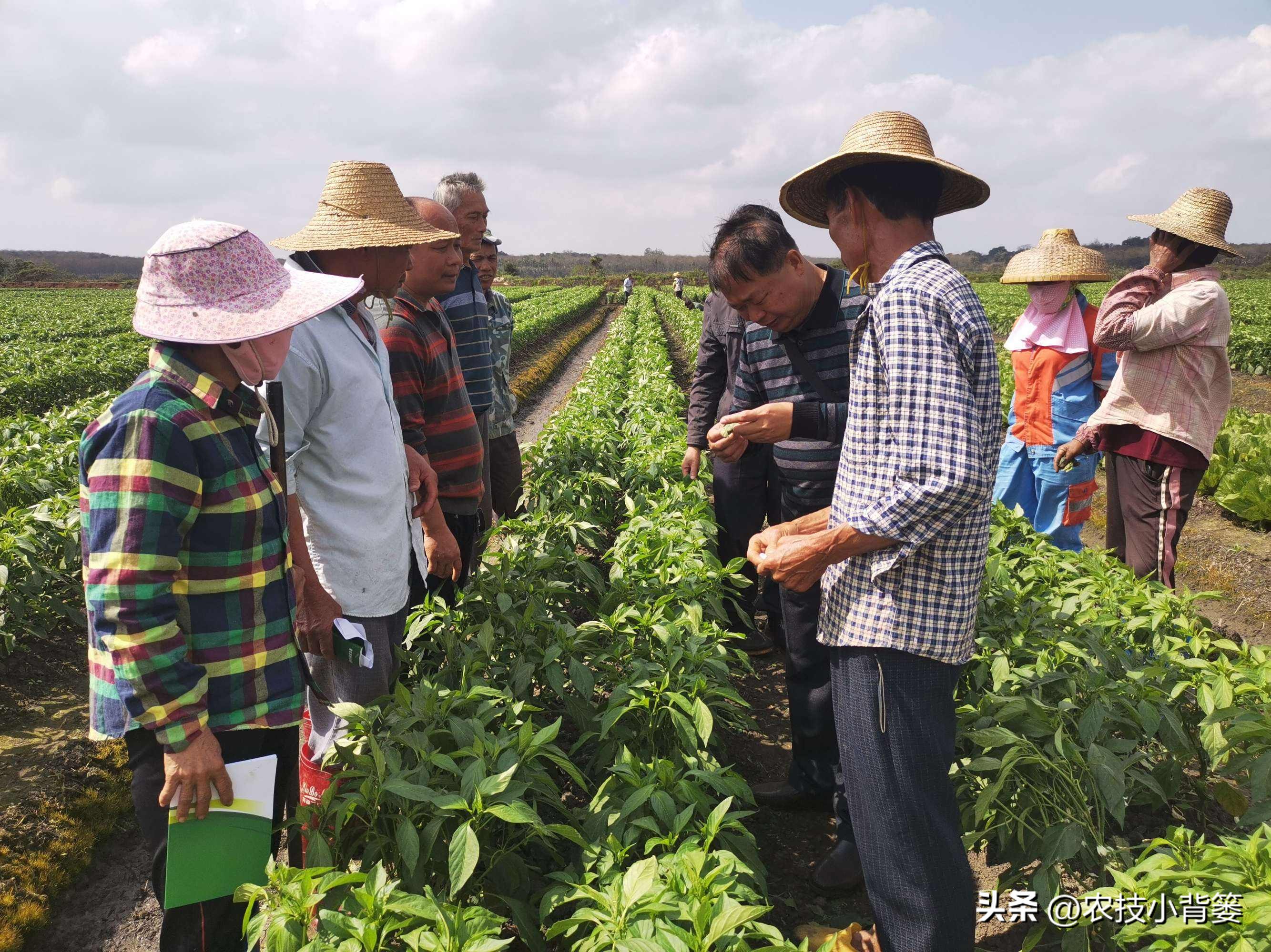 一招教你辨别真菌性病害,作物细菌真菌病毒轻松辨别