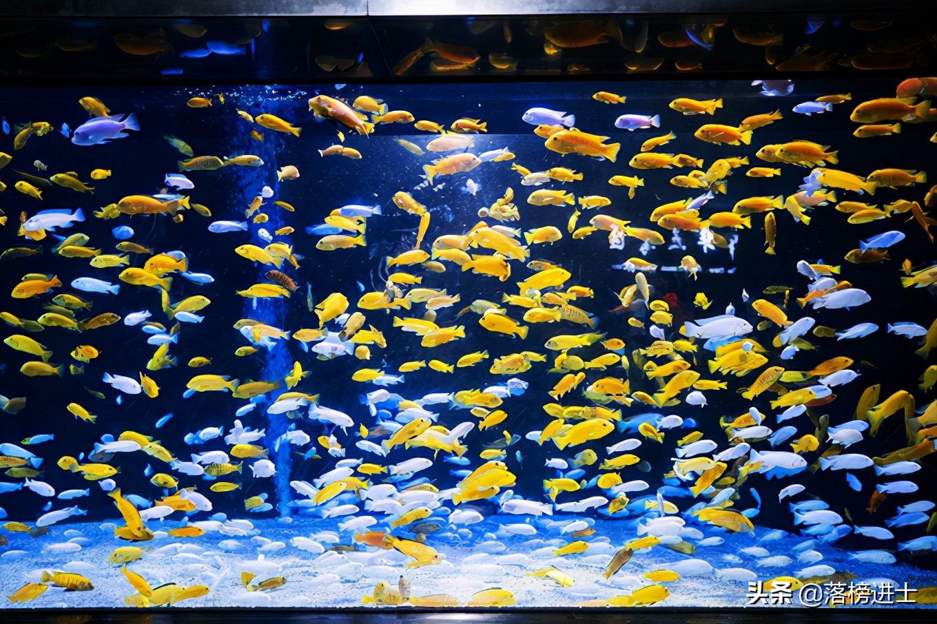 成都浩海立方的海洋馆游玩攻略,浩海立方成都海洋馆世界之最