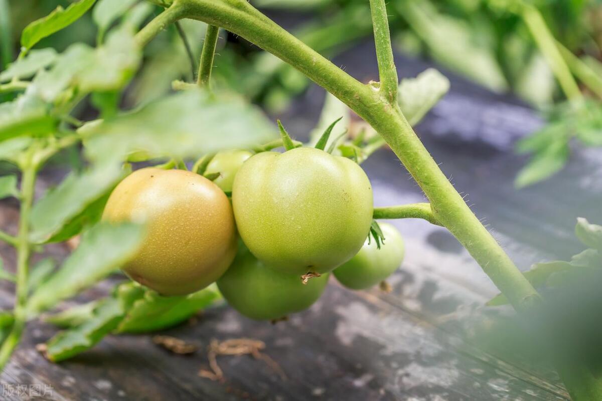 番茄的籽要摘掉才结果实吗,番茄果实下的叶摘了有什么影响
