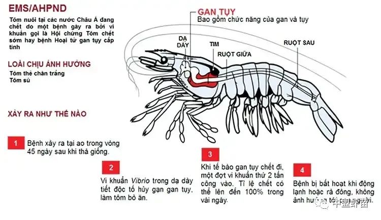 弧菌种类,弧菌大全