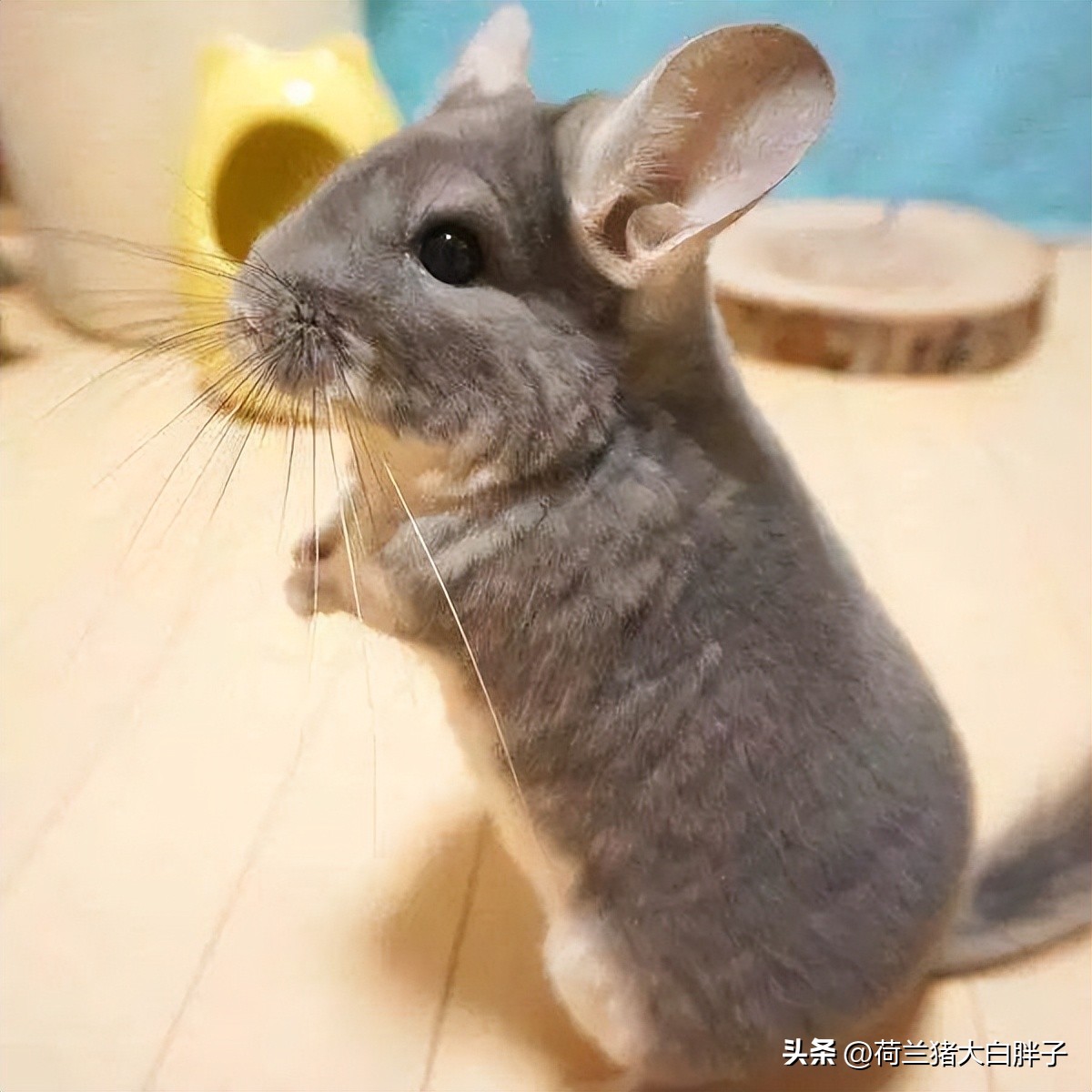 养龙猫的十大坏处,宠物龙猫好养么视频播放