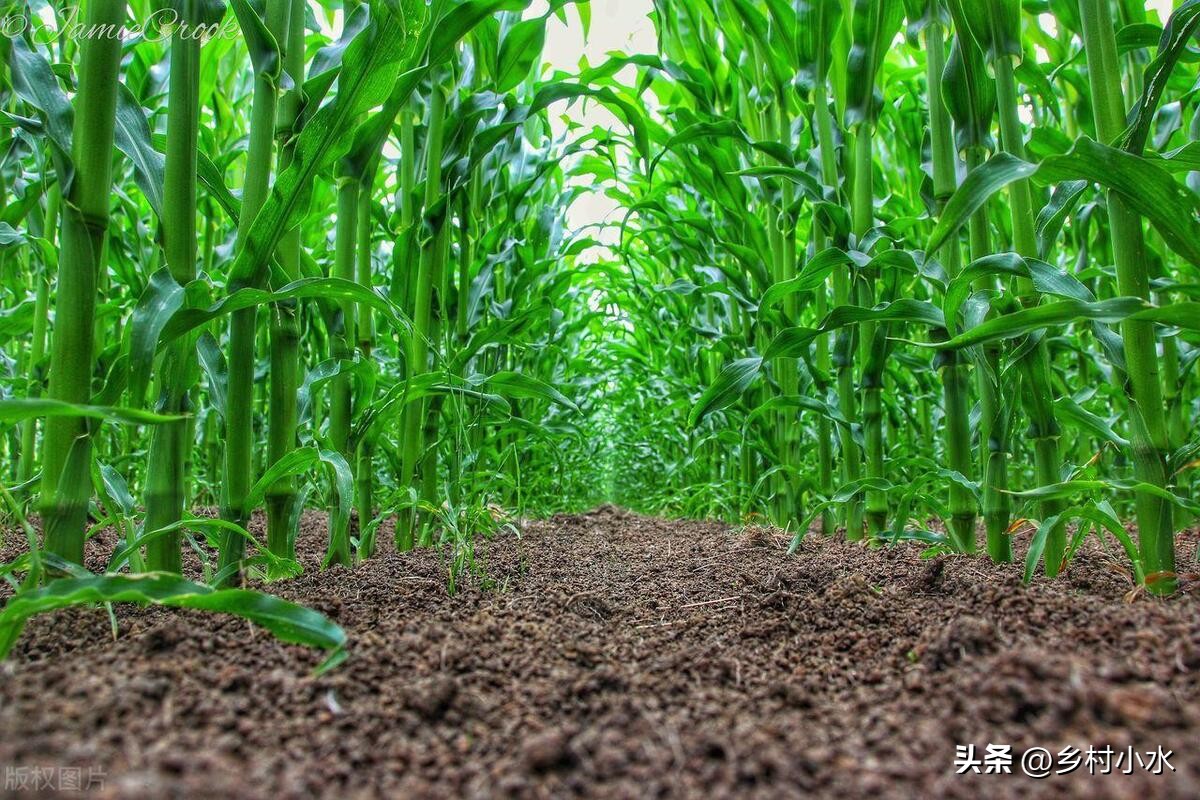 玉米出现紫苗的原因,玉米苗刚出苗发紫色是怎么回事