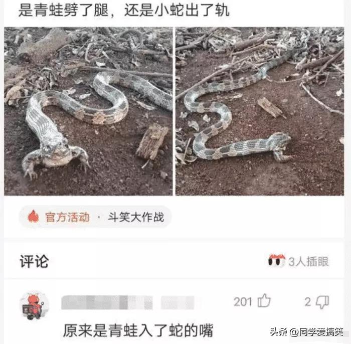“是小蛇出了轨，还是青蛙劈了腿？”这是现实版的美杜莎？哈哈