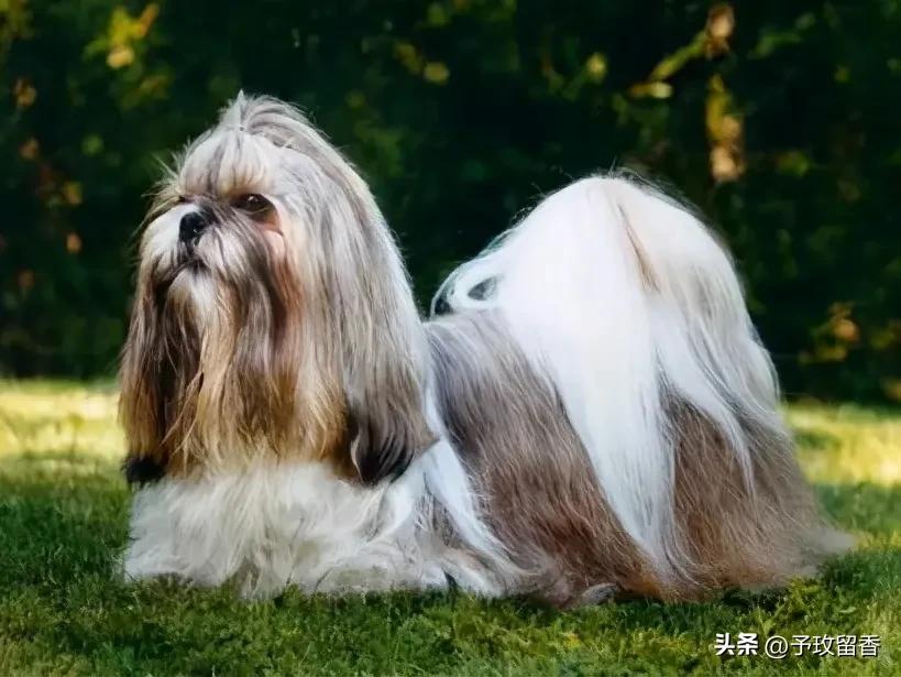 宠物狗应该怎么养详细介绍科普,宠物狗喂养及训练方法有哪些