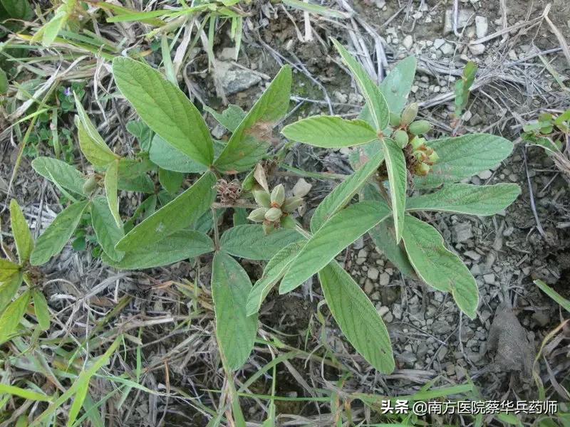 千斤拔搭配什么药材治疗风湿,风湿筋骨痛特效草药