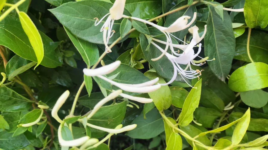 乐在其中——我与公众号“百姓文化视点”◎文/天涯