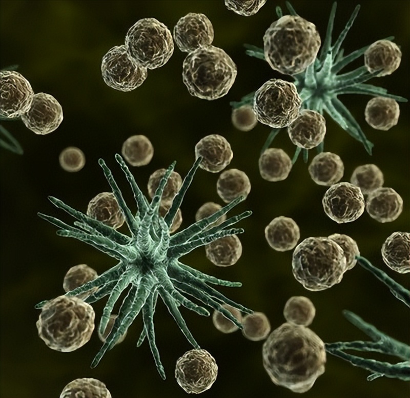 唾液酸与杜克雷嗜血杆菌周质结合蛋白之间相互作用的分子特征