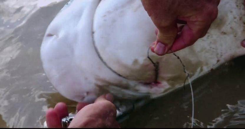 打捞巨型魟鱼,巨大魟鱼