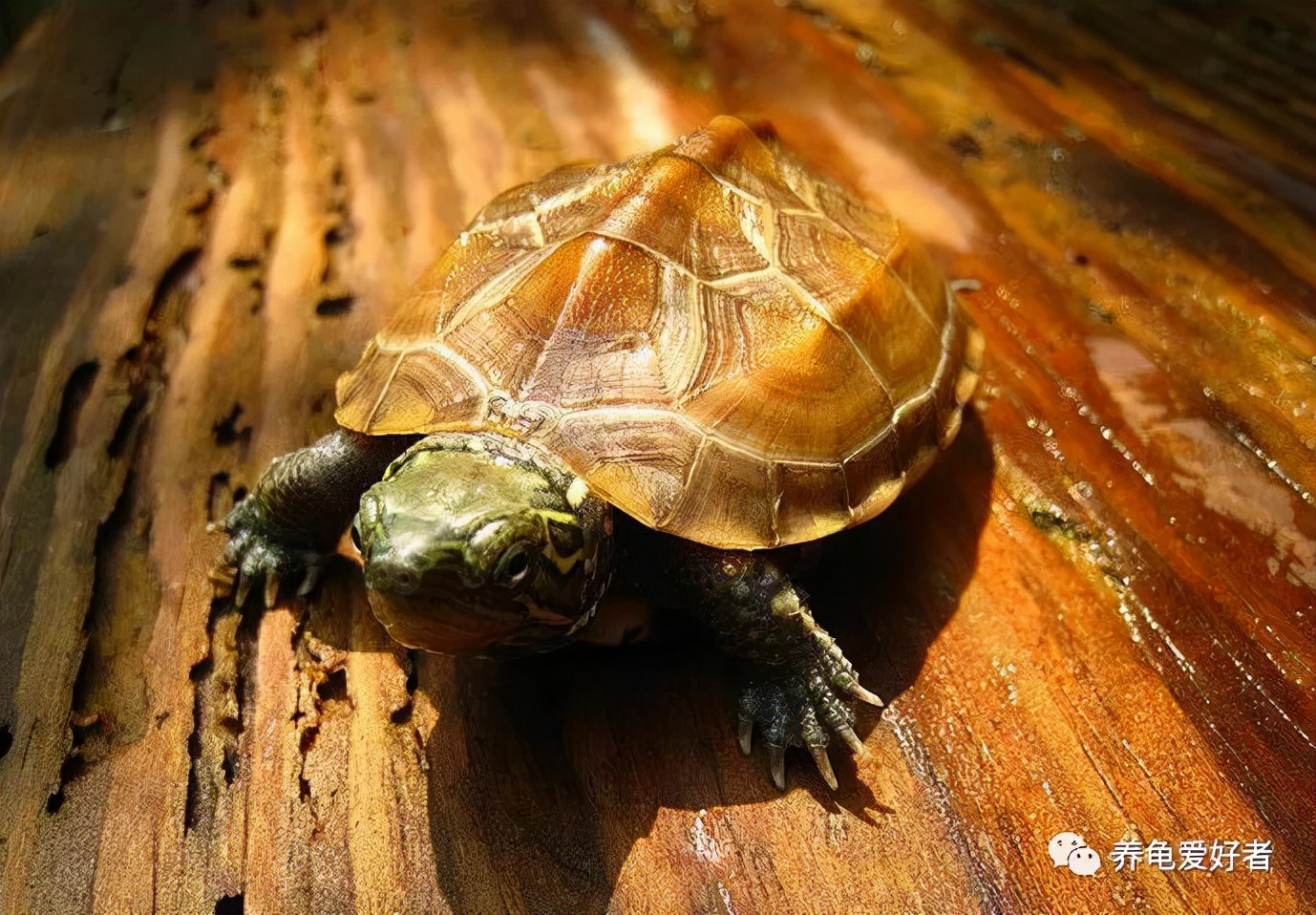 在药死了无数龟之后，你可有好好地总结一下？