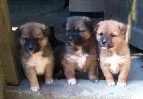 除了中华田园犬还有哪些是土狗,小型中华田园犬和土狗有什么区别