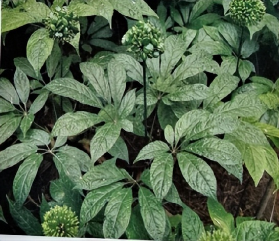 三七和金不换是一样的吗,金不换和三七是同一种中药吗