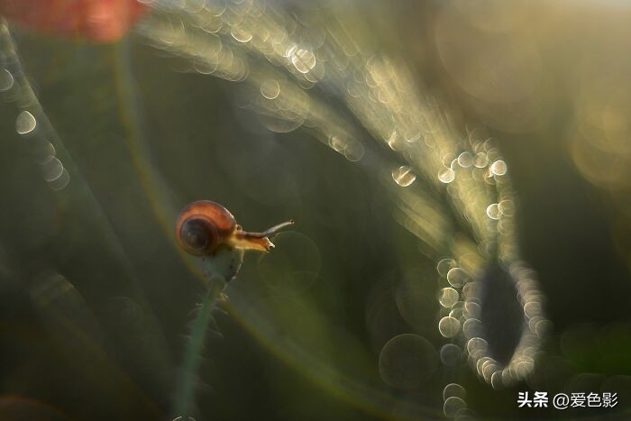 光影斑驳中，长笑蜗牛戴屋行