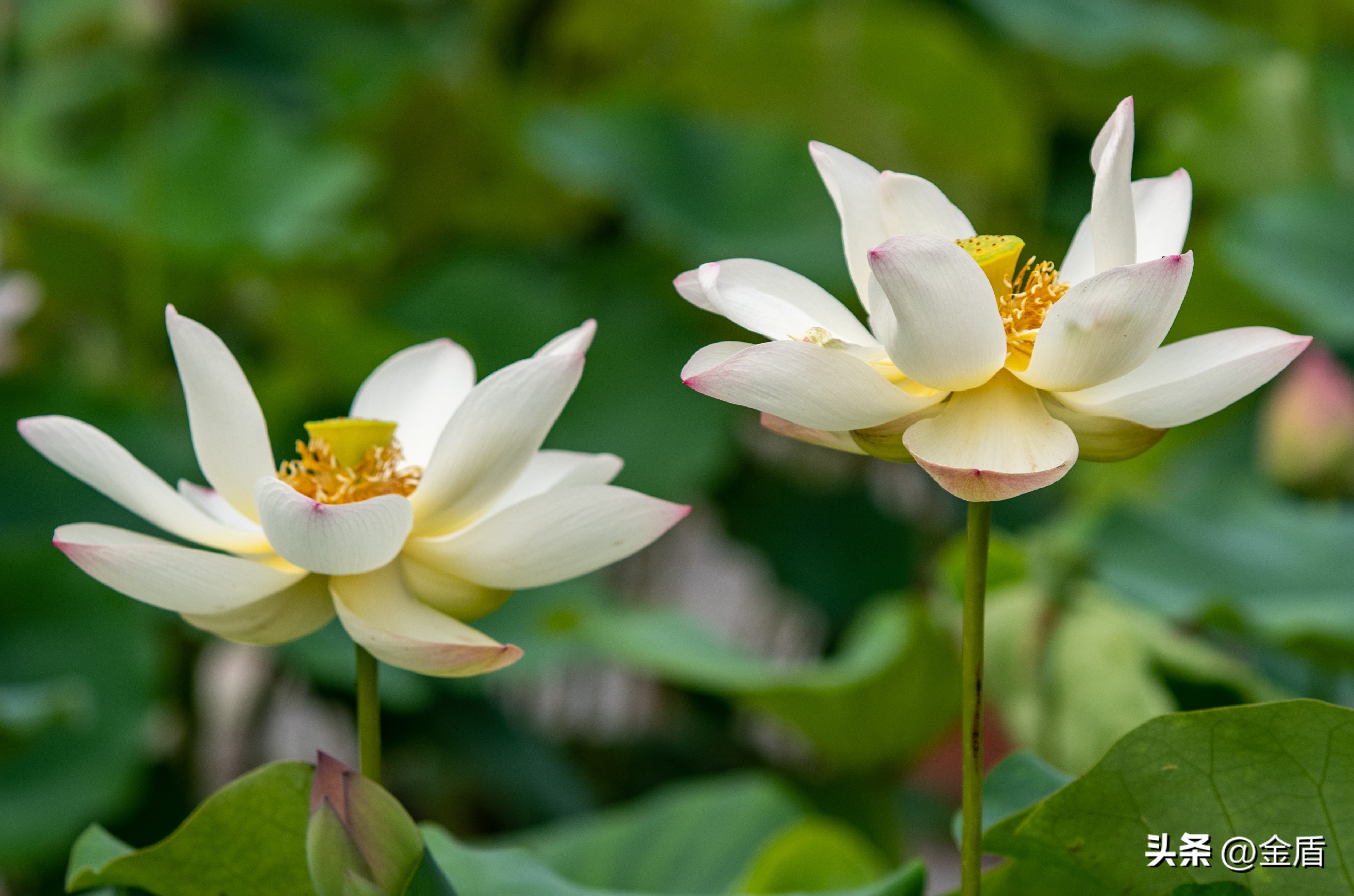 荷花中的隐藏的精神,荷花具有什么样的品格和志向