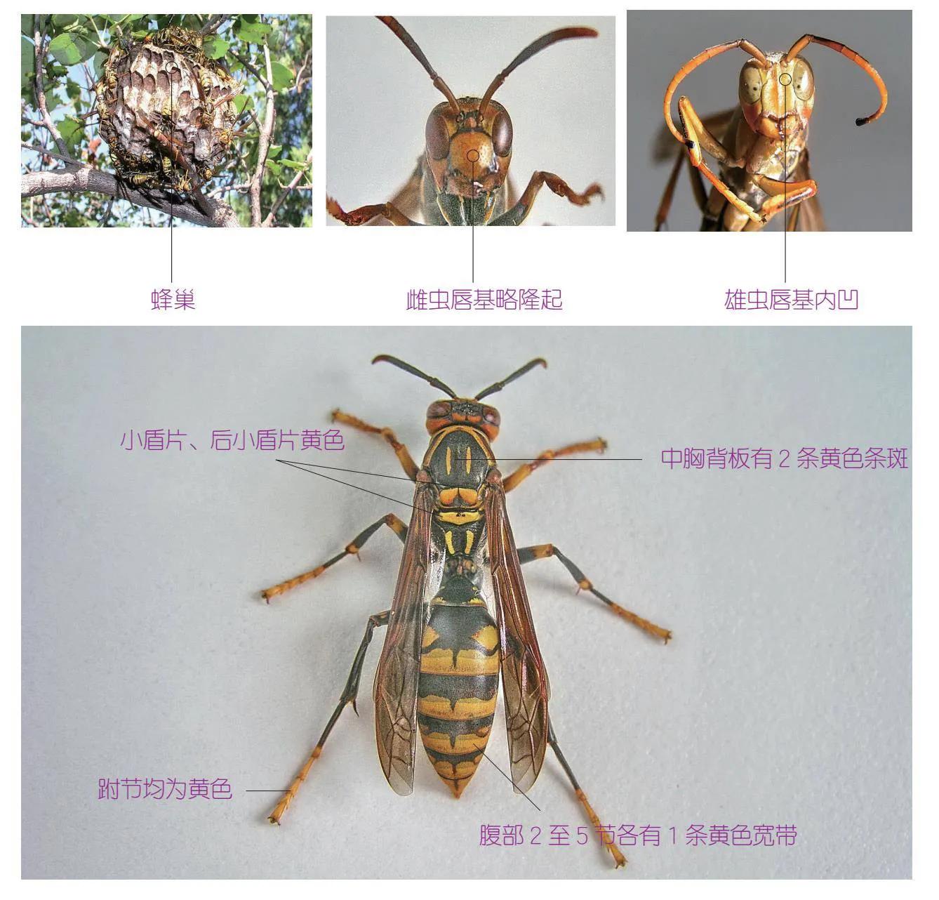 30种可以吃且美味的虫子图,33种昆虫图片大全