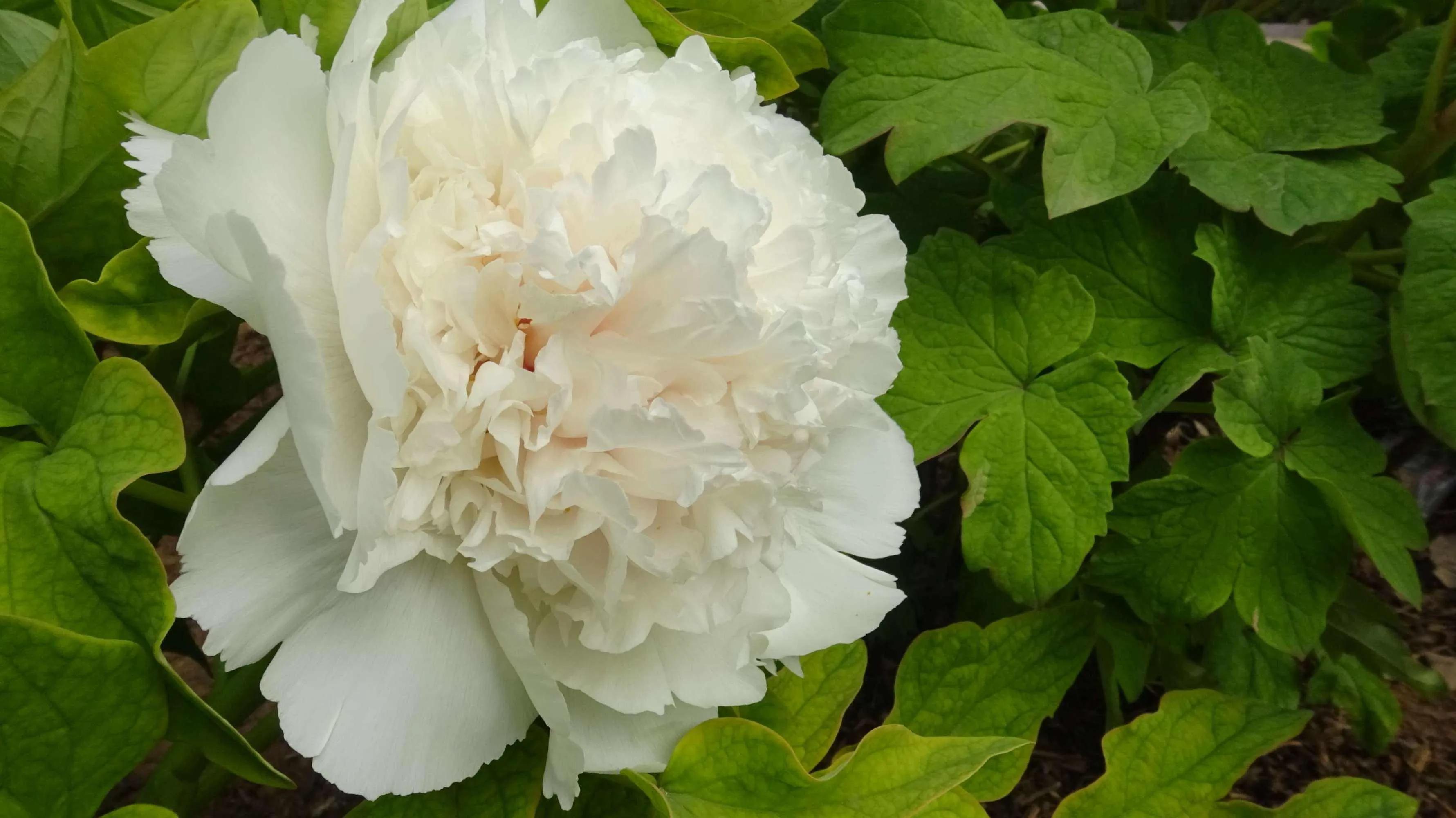 银丝贯顶牡丹只有一棵吗,珍贵牡丹花银丝贯顶