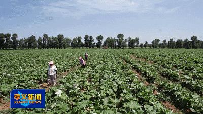 浙江东阳牛蒡种植,种植牛蒡的经济效益