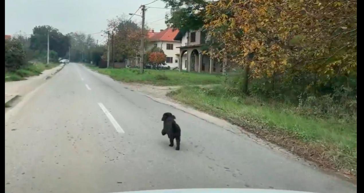 泰迪在路上求救,泰迪从车上掉下来追着主人