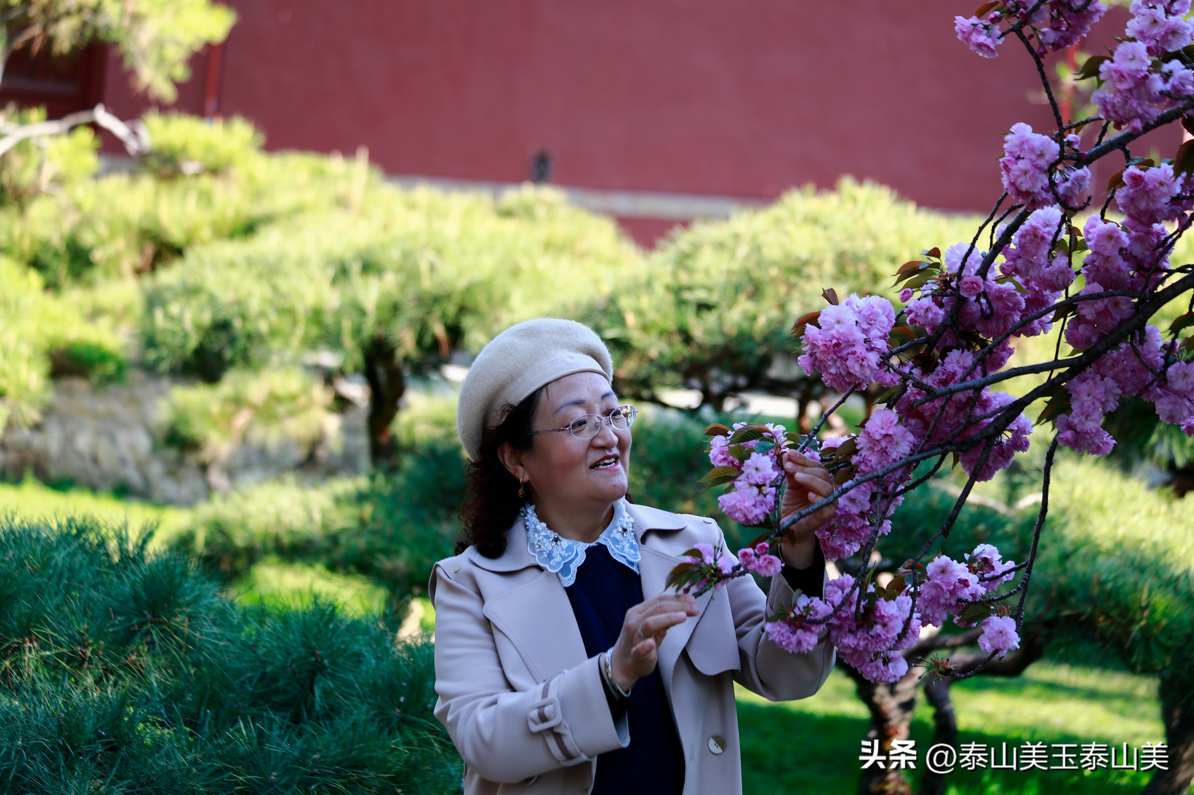 山亭寺沟樱花,定山溪樱花