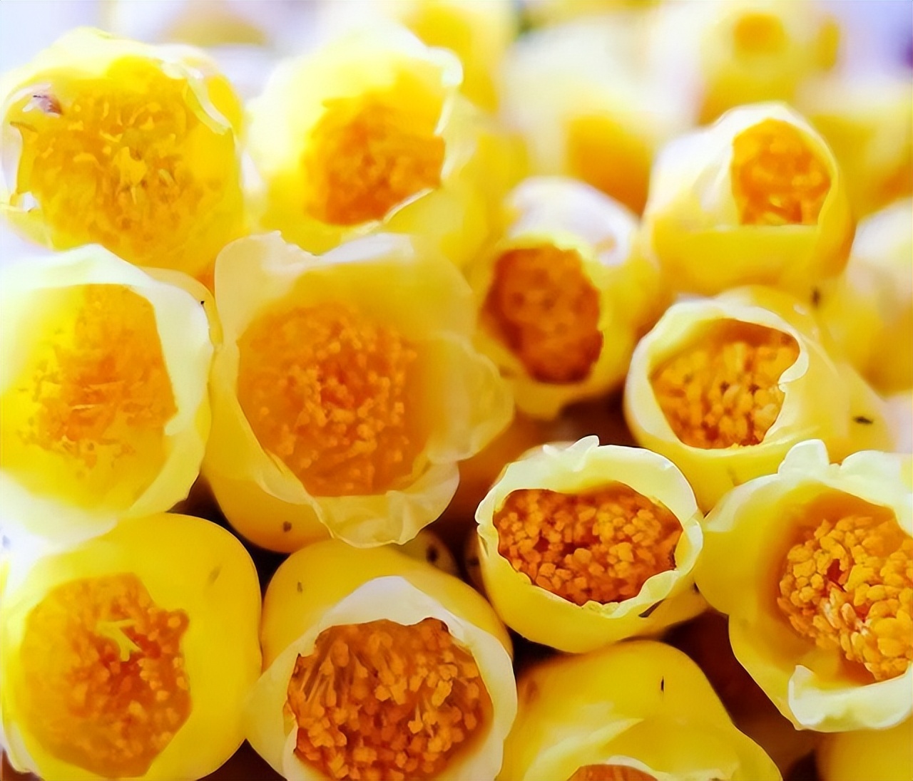 植物中的大熊猫是什么,植物大熊猫有哪些品种