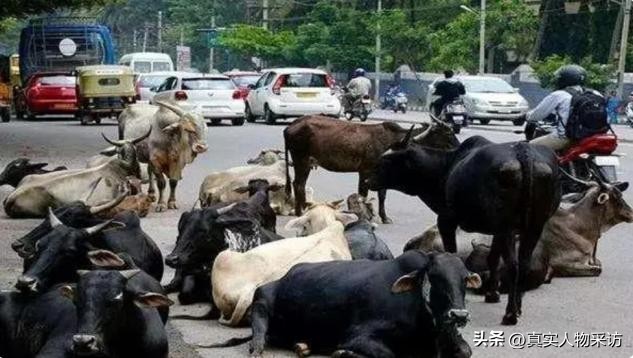 我在印度工作3年,这里贫富差距真大,有人能一夫多妻,但有条件