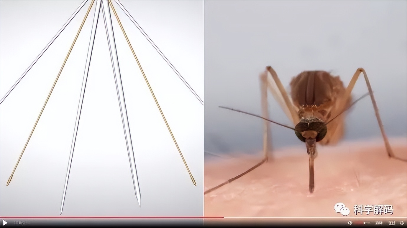 蚊子的嘴解剖,蚊子的内脏解剖照片