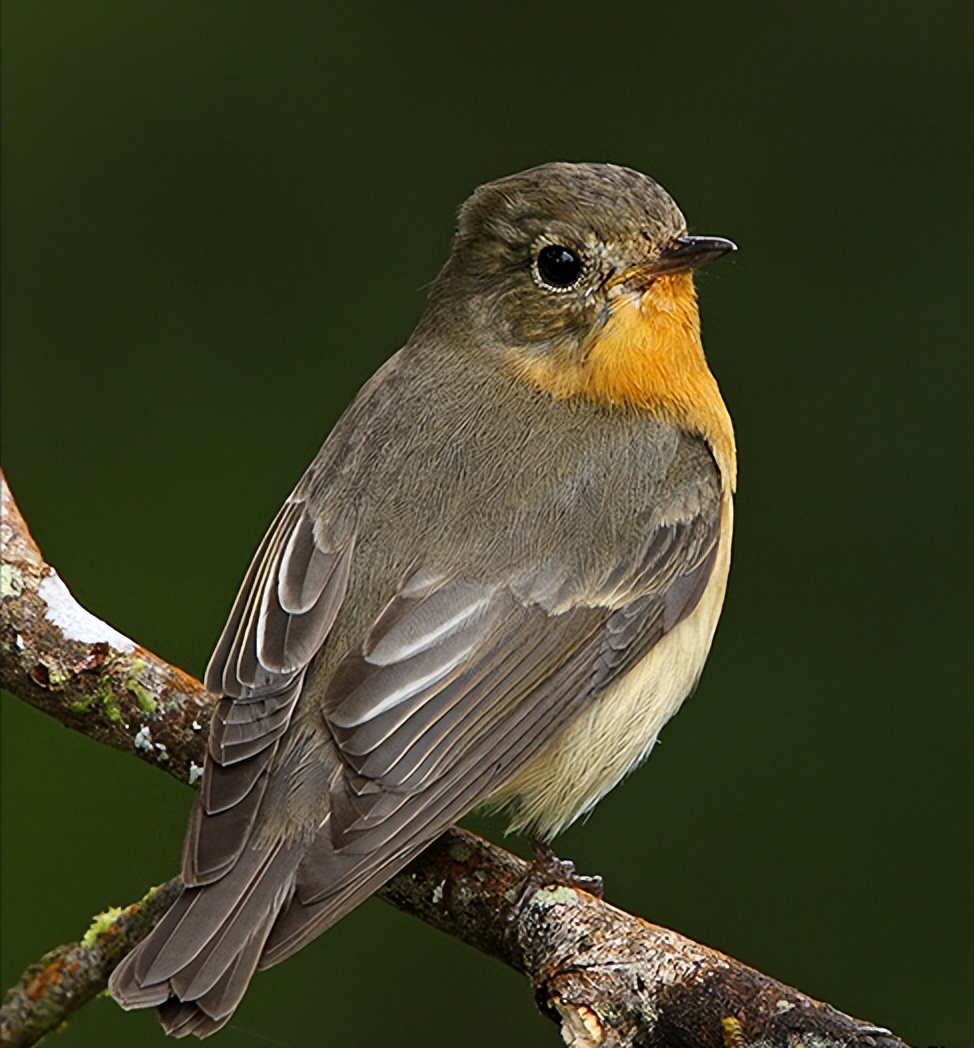 所有鸟图片大全大图,50张最佳鸟类摄影作品