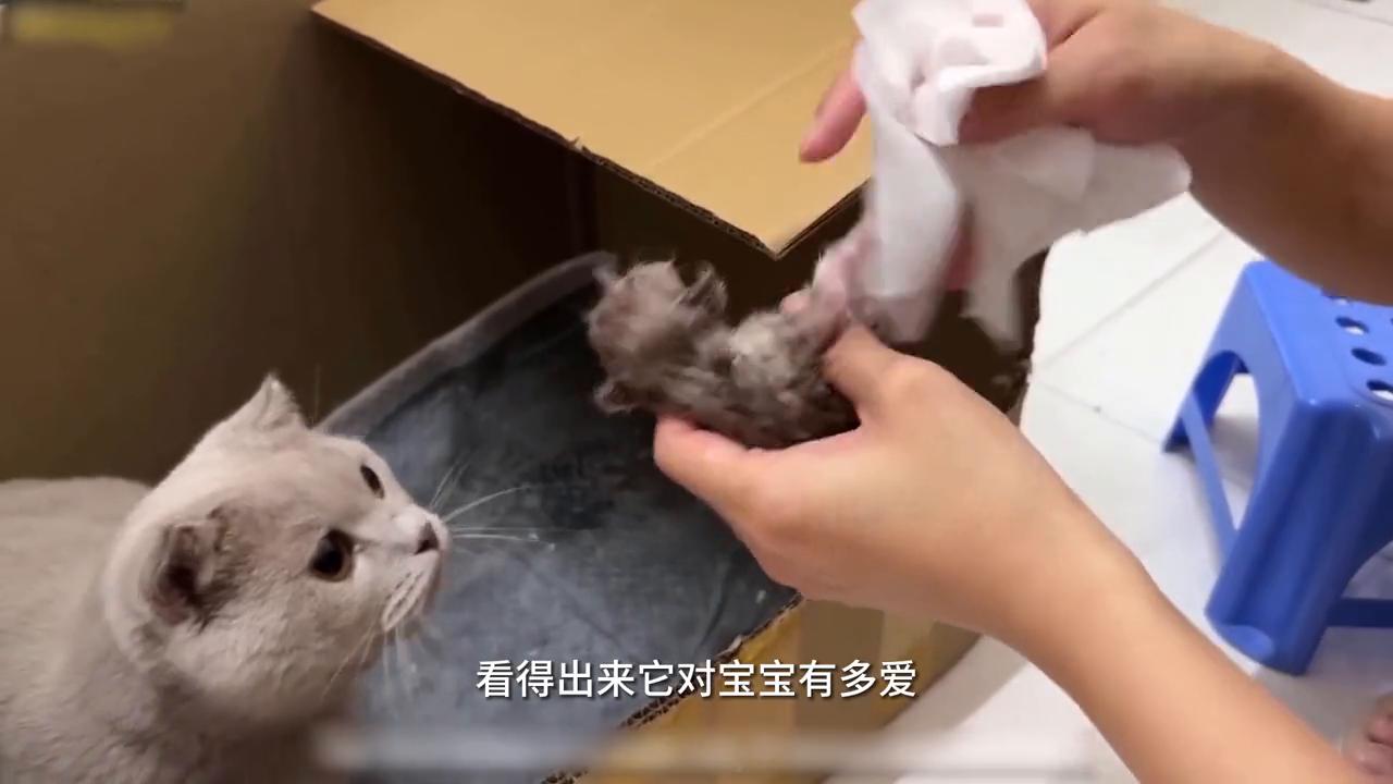 蓝猫妈妈负责任吗,蓝猫妈妈会照顾小猫吗