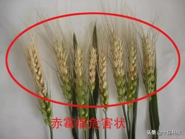 2023抗病高产小麦品种,河南抗倒伏高产小麦品种