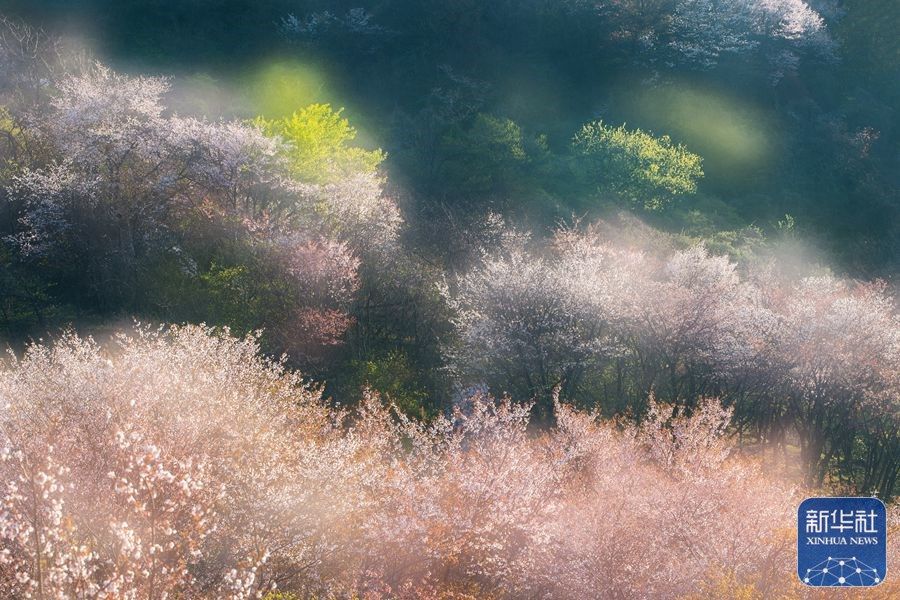 河南新县樱花盛开春意盎然,新县最美樱花开了