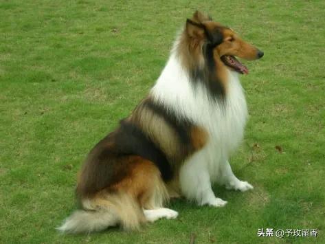 狗的种类常见宠物狗的品种及特点,宠物狗种类及特点