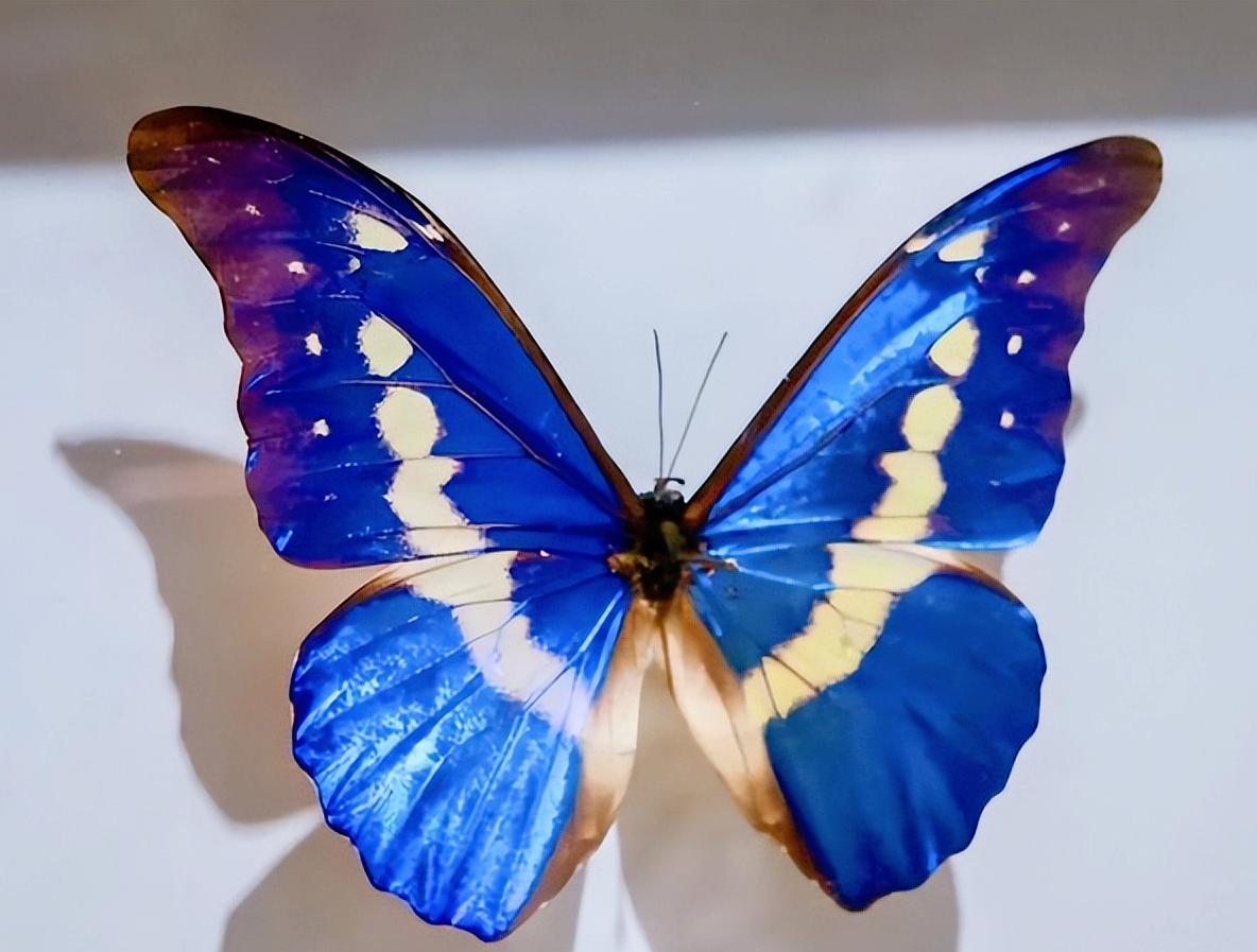 世界最名贵的蝴蝶自行车,世界八大名贵蝴蝶