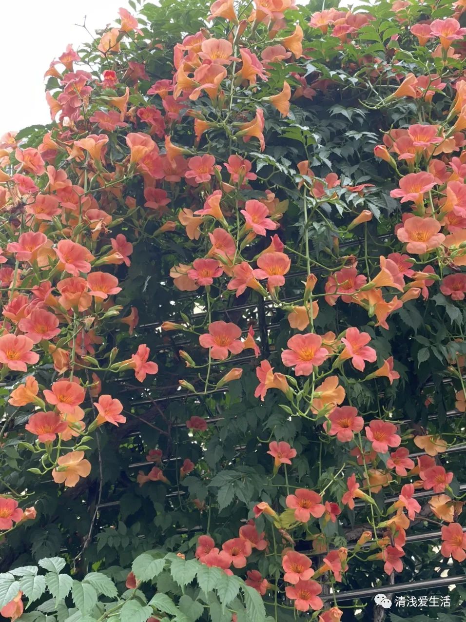 耐高温耐寒的一年四季开花的花卉,耐高温开花多的花卉