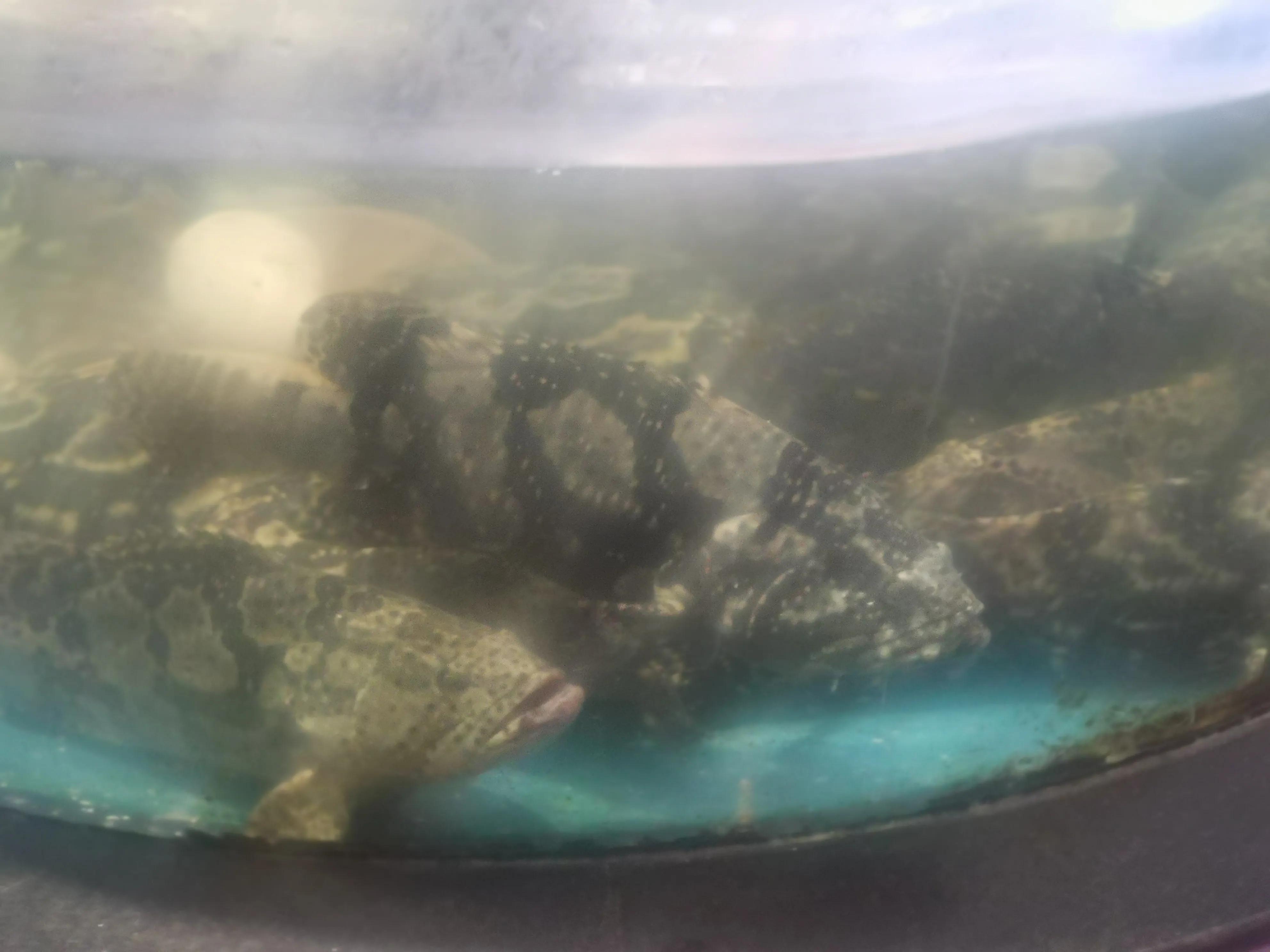 东营蓝海饭店哪家好吃,蓝海国际大饭店东营自助餐