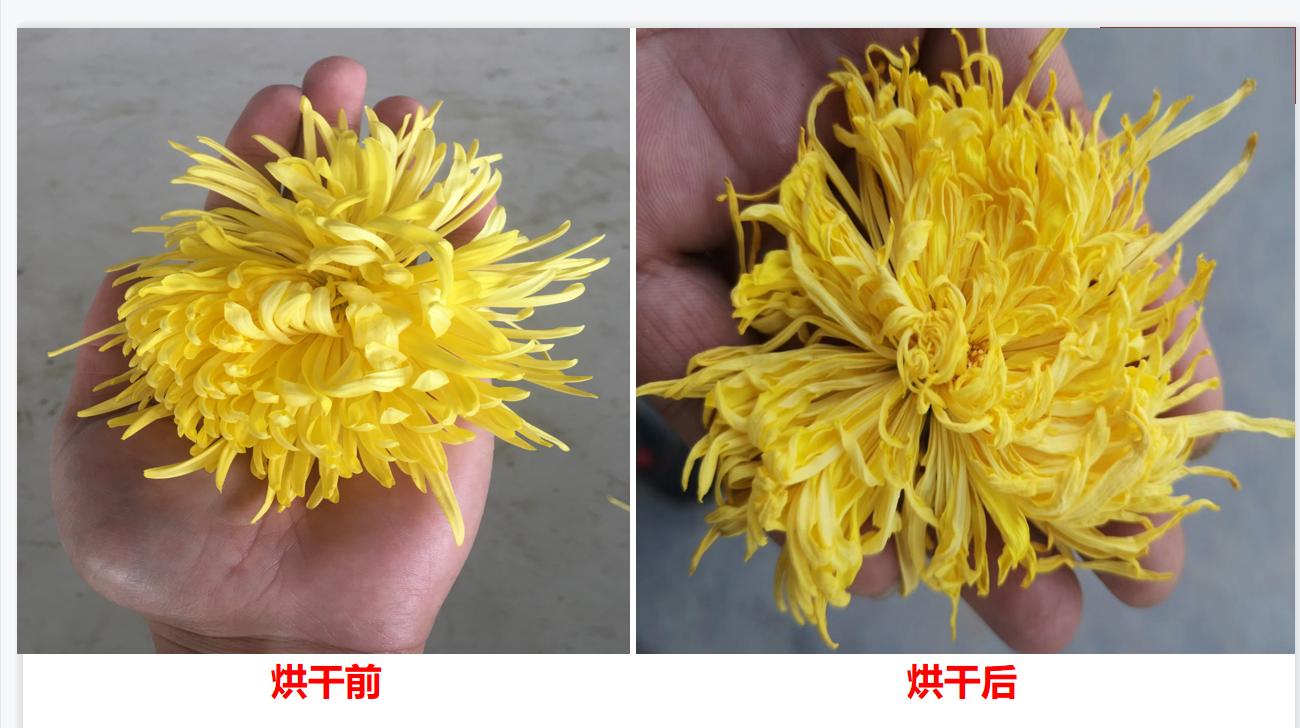广东菊花烘干设备定制,全自动菊花烘干设备价格