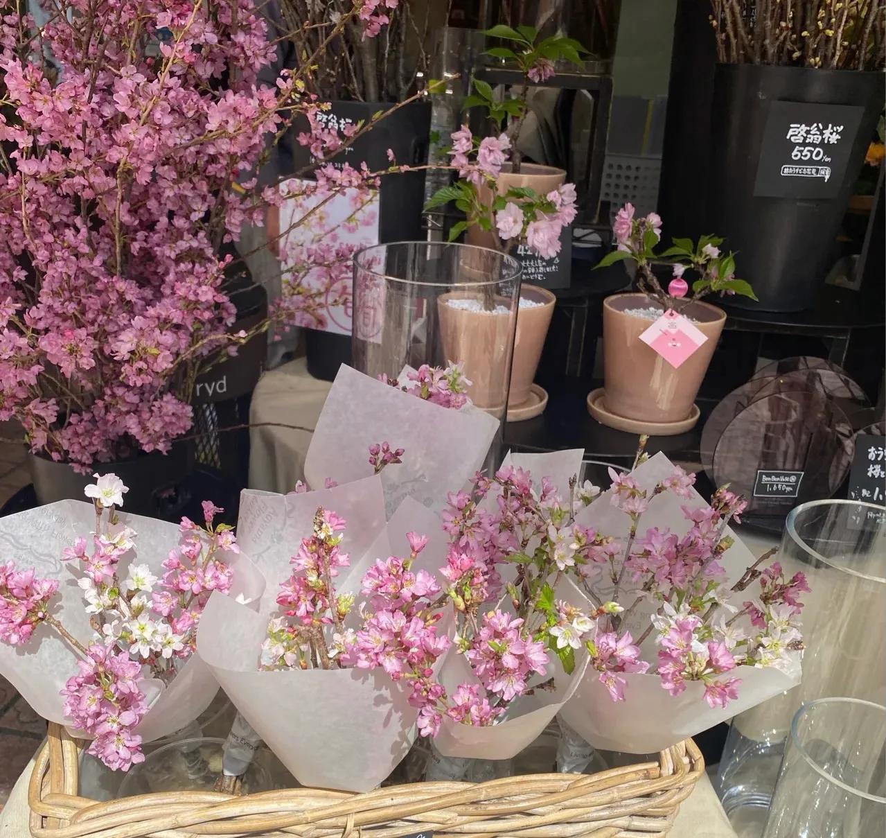 哪些花的花语惊艳了你好久呢,被哪种花的花语惊艳到