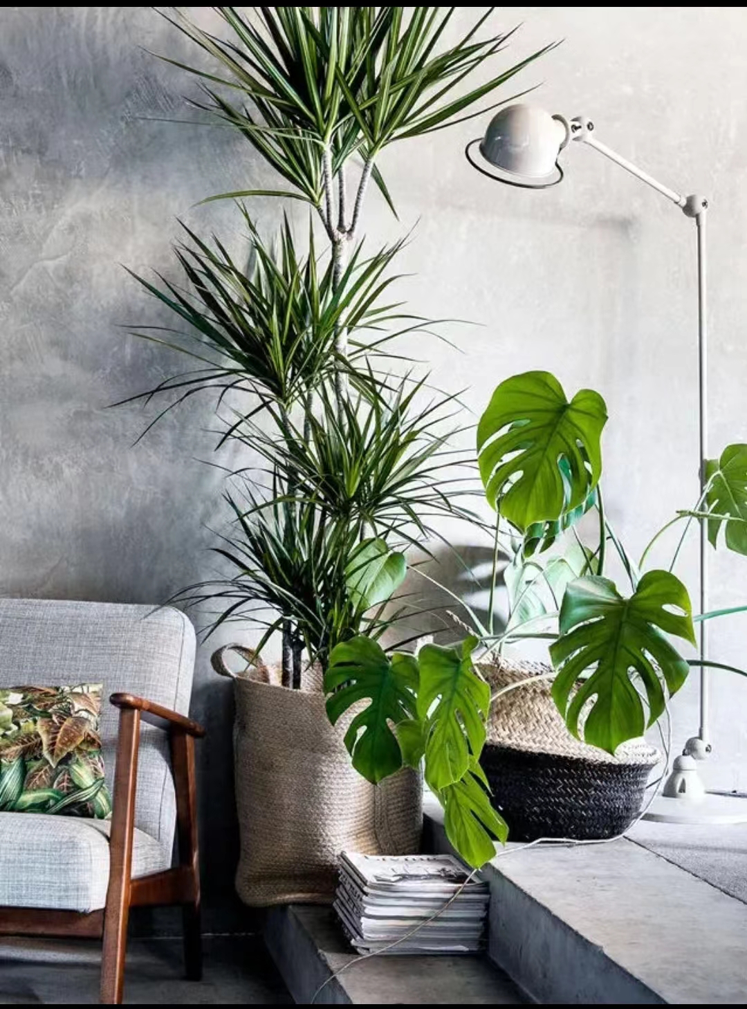 耐寒常绿室内大型花卉,保持花的新鲜技巧