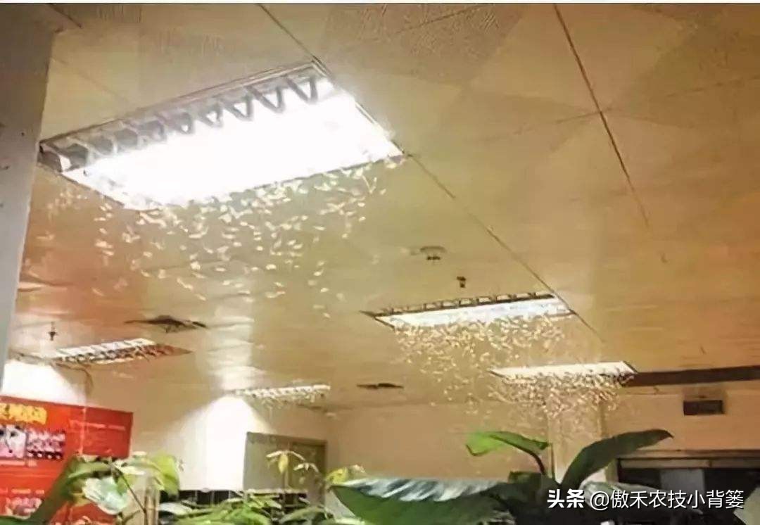 关于白蚁如何预防和消除白蚁危害,白蚁的防治方法