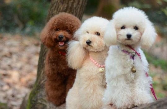 这些饲养泰迪小知识你清楚了吗,新手养泰迪需要注意什么