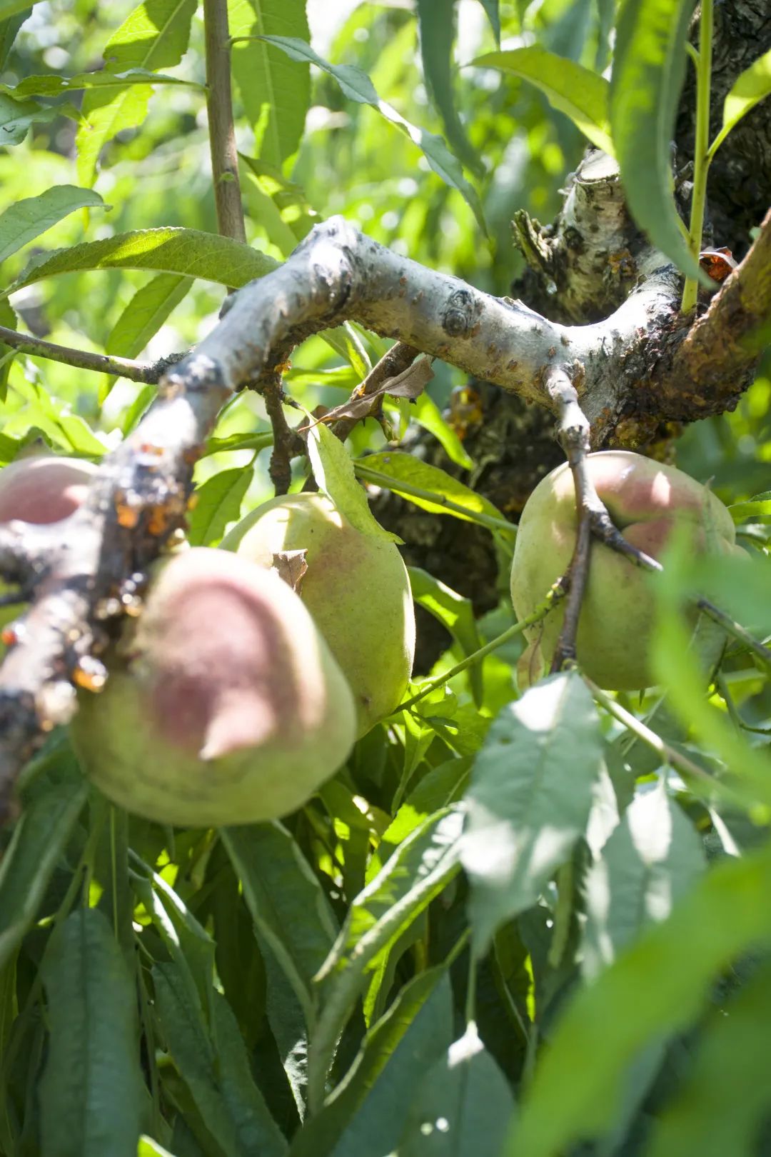 鹰嘴桃脆香甜,赣南鹰嘴桃新鲜现摘
