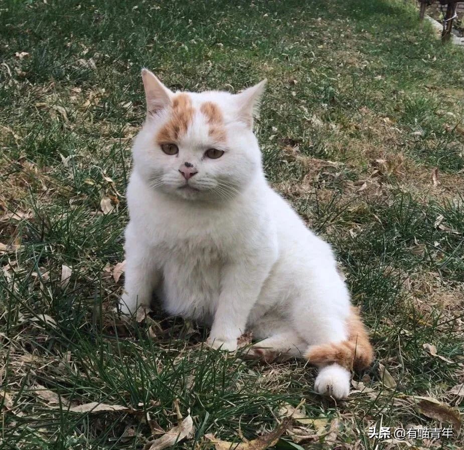 全世界唯一一只世界上最大的猫,世界上最小的体型最大的猫