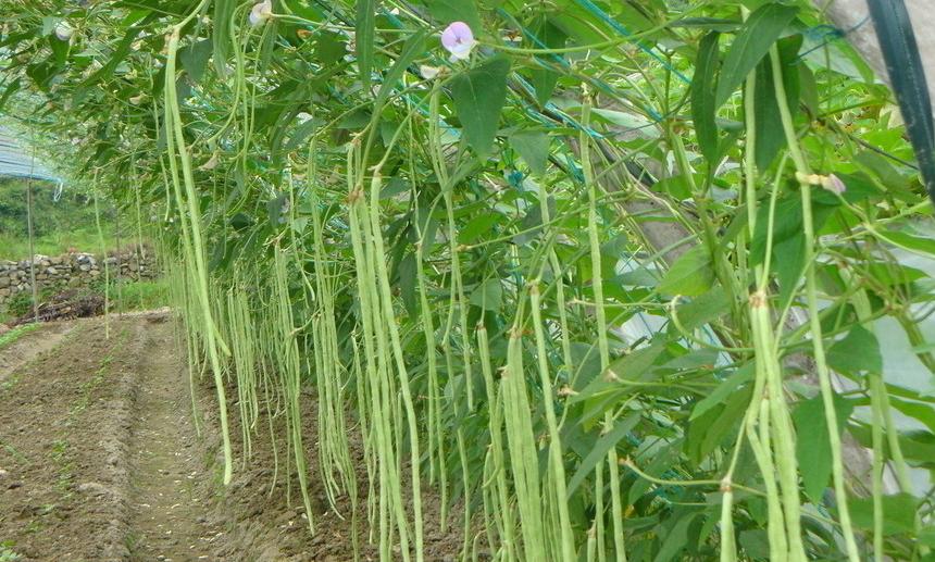 三伏天推荐10道家常菜,冬天遇到这菜别错过