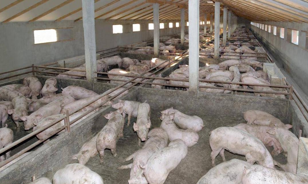 农村小伙靠200赚到2个亿,农村80后小伙回乡创业年入三十万